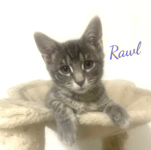 Rawl #innocent-face