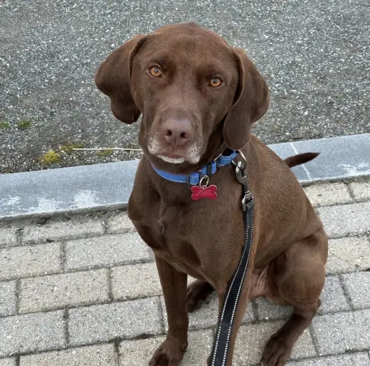 Buddy