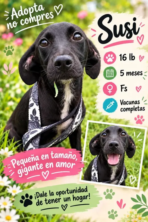 Susi