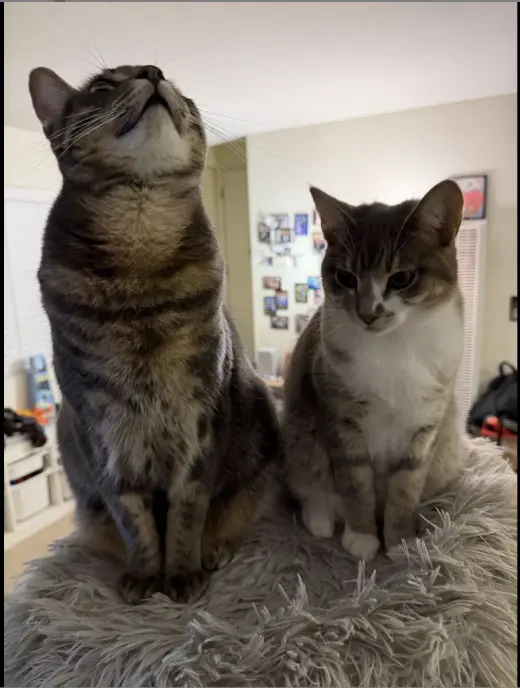 Mia and Leo (Courtesy Post)