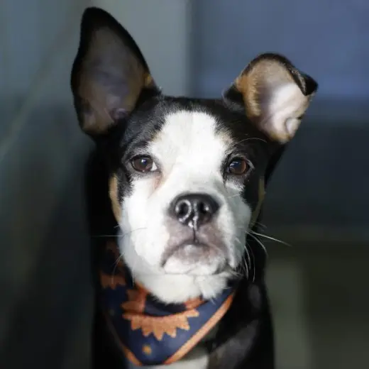 DOUGIE