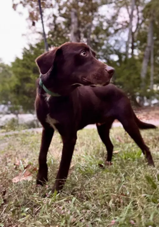 Bosco