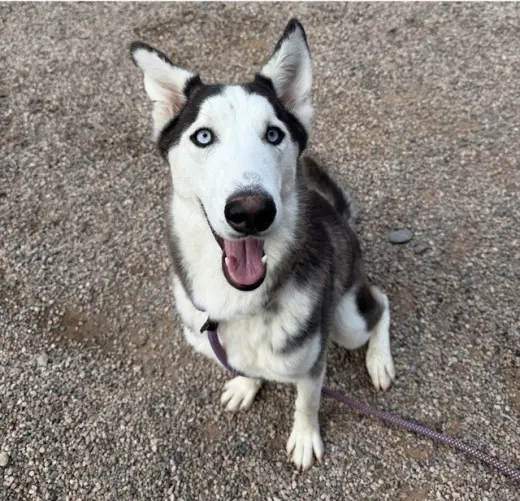 MULAN
