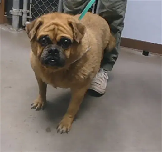 CHONKY