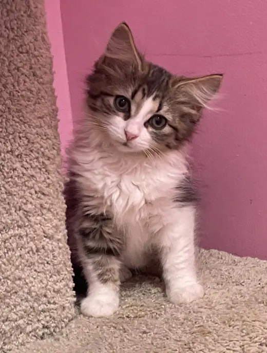 Farrah * IN FOSTER *