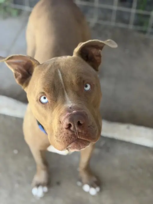 BRUTUS