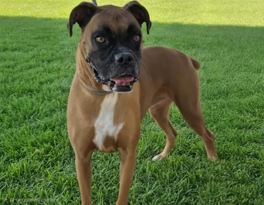 SAMMY