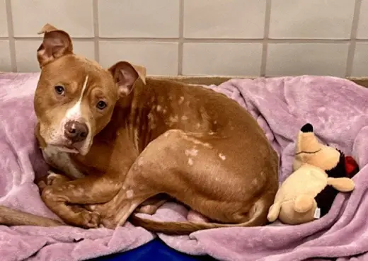 HAZE