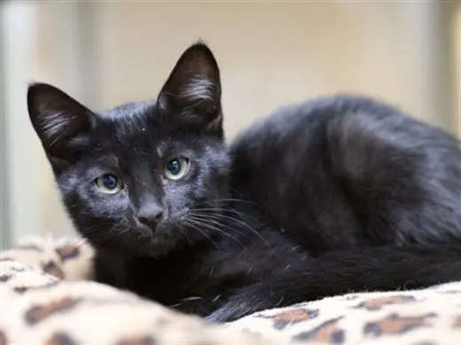 EBONY