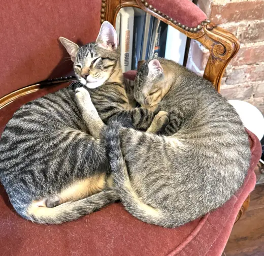 Remus and Romulus