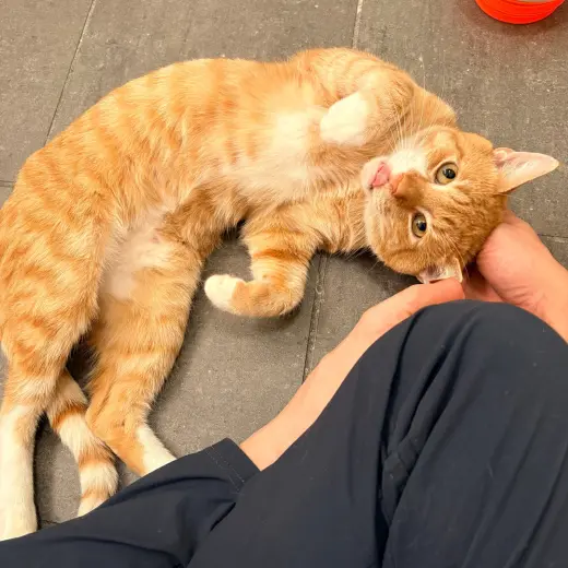 Sid