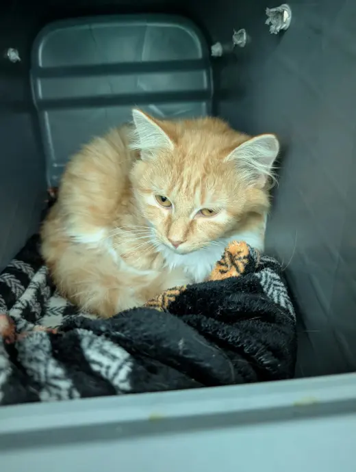Beatrice: At shelter