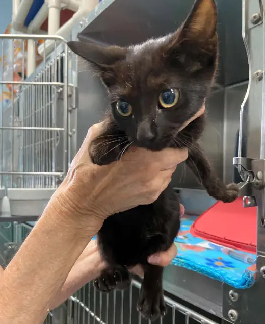 Alexis: At shelter