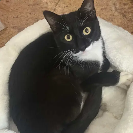 Misky