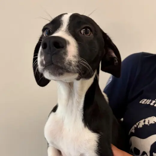 Frankenpup