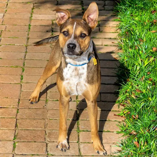 MILO