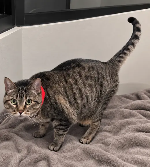 Kiki