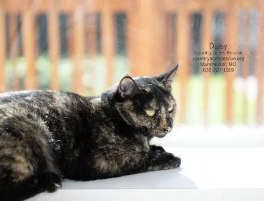 Daisy