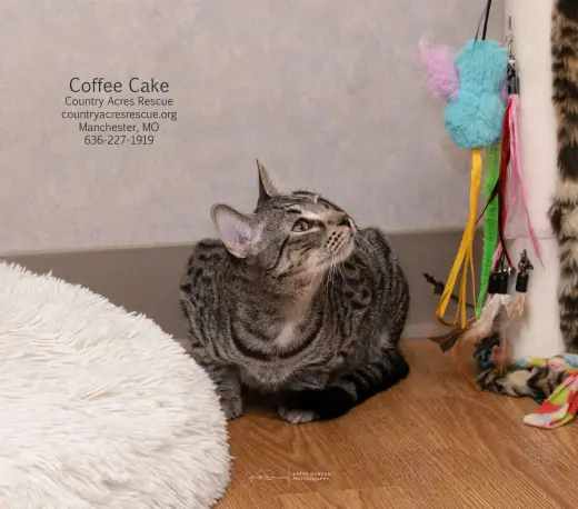 Coffee Cake