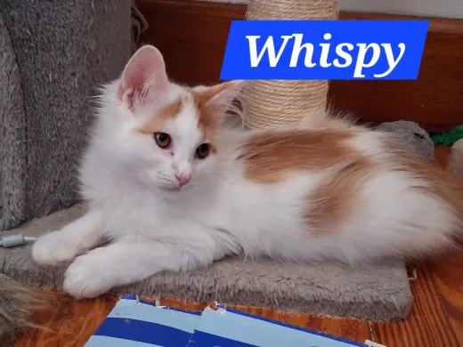 Whisp (foster cat)