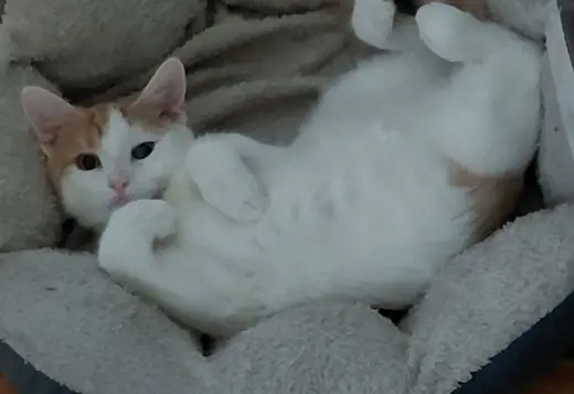 Puddin’ (foster cat)