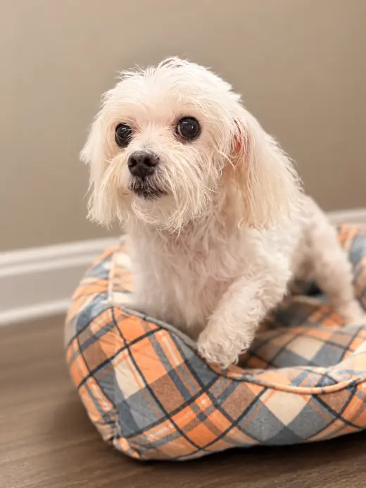Fluffy