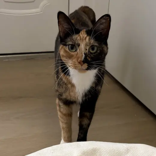 Agnes (Aka Persephone)