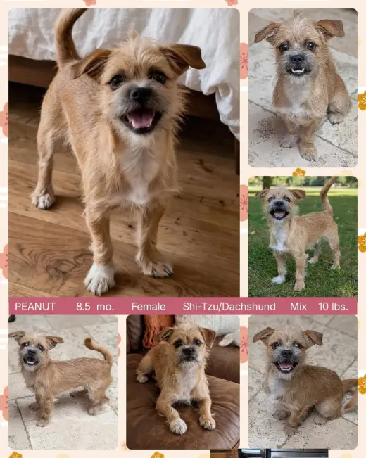 PEANUT