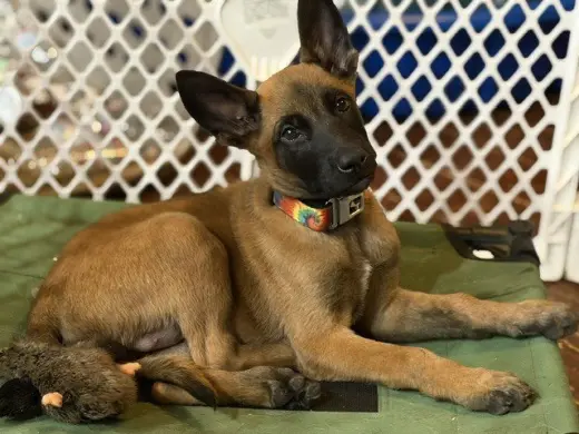 Rossi located in California