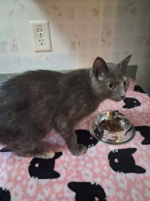 Nacho Cat