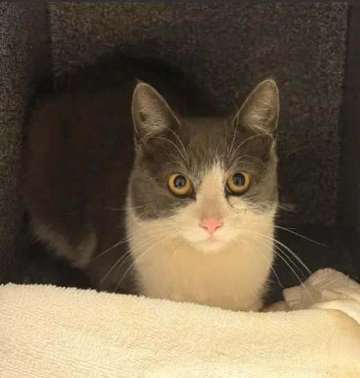 TNR