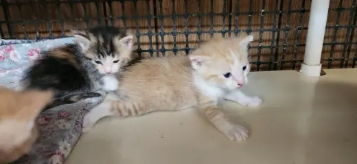 Kitten 28006 (Butterscotch)