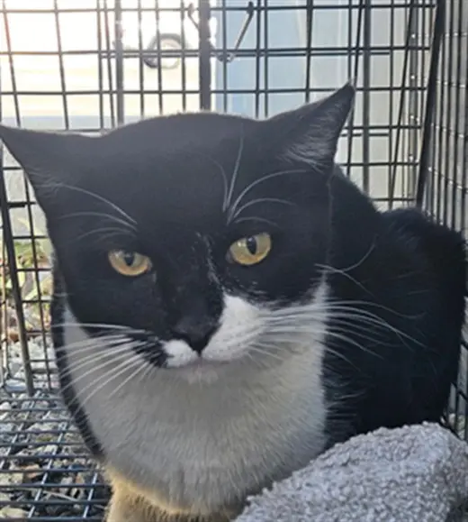 CARTILLA 5