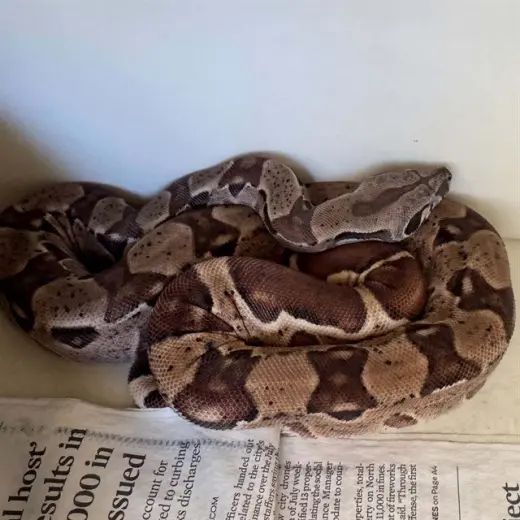 RAJA