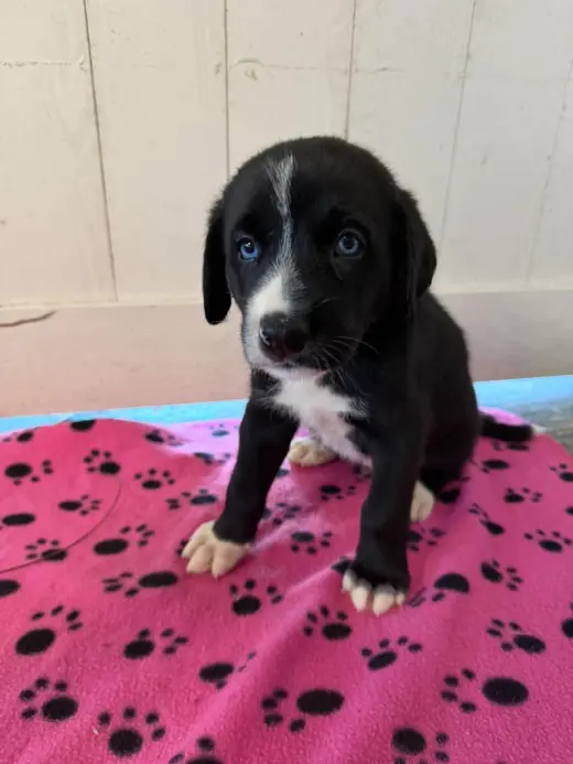Sully (yellow) - Rose litter