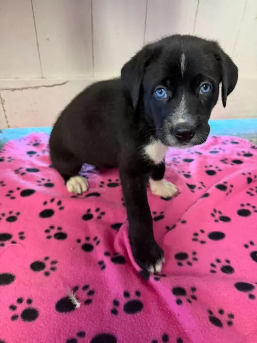 Penelope (orange) - Rose litter