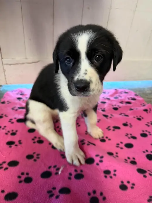 Bingo (red) - Rose litter