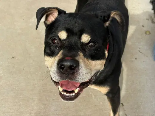 ELWOOD