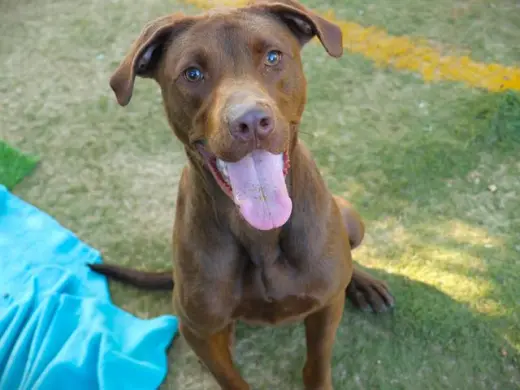 DUKE