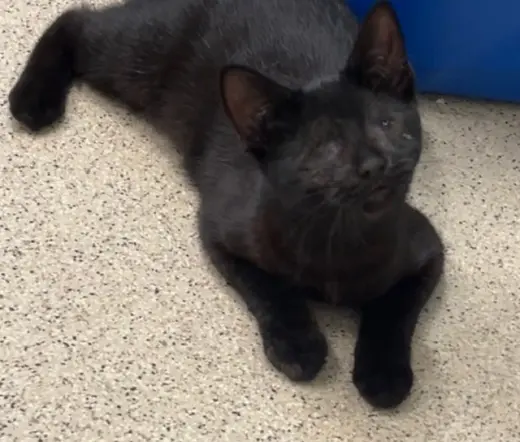 Kitten Calypso