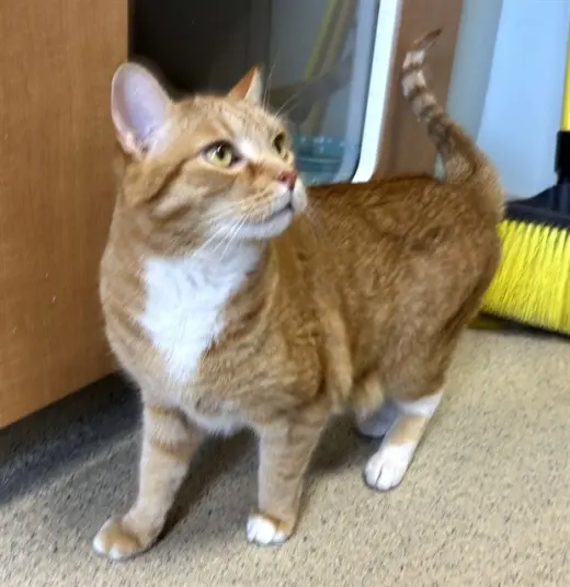 SAM