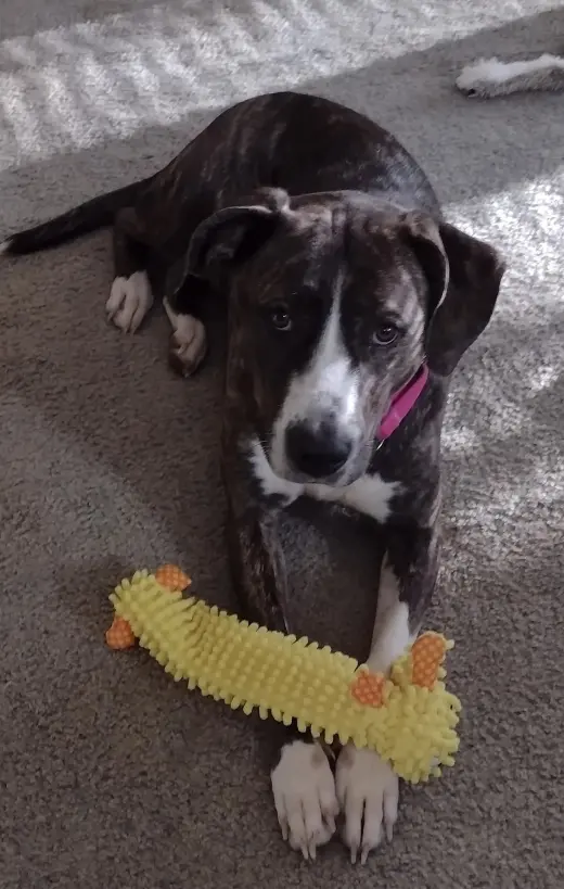 Arabella - Not at the Shelter (MaryBeth)