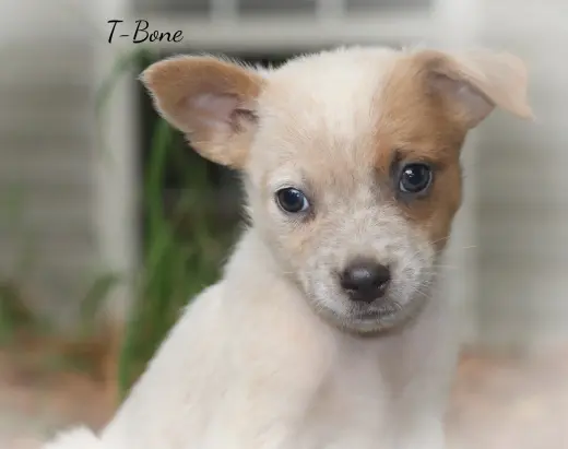 T Bone