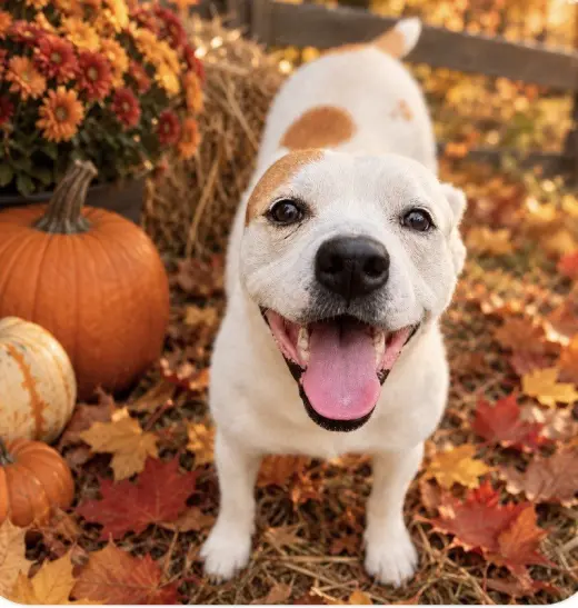 Pippa - new Fall pics