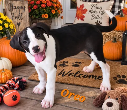 Oreo