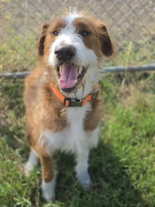 Maverick~adopted!
