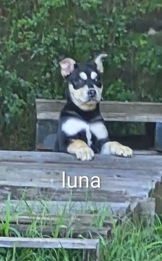 Luna ~ meet me!