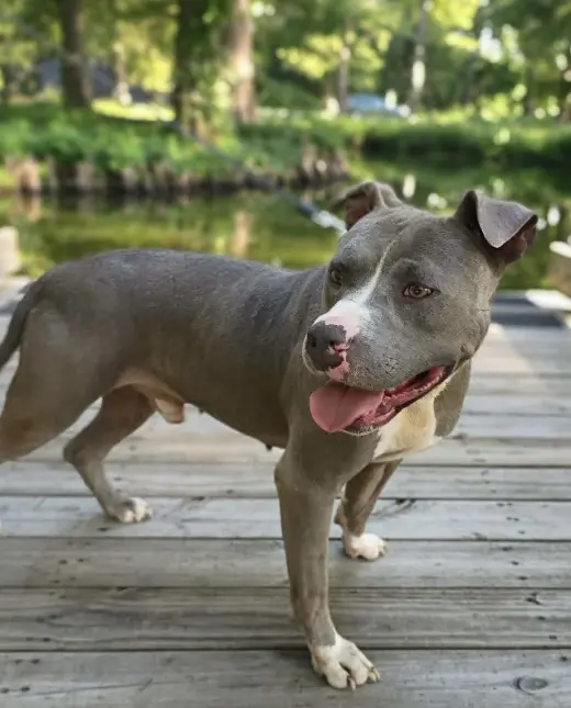 Hank the Tank