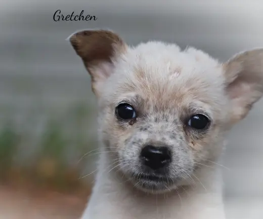 Gretchen