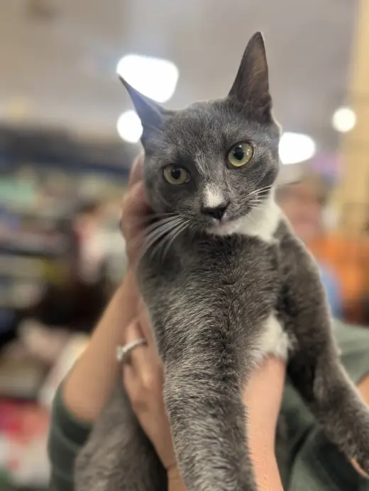 Gracie